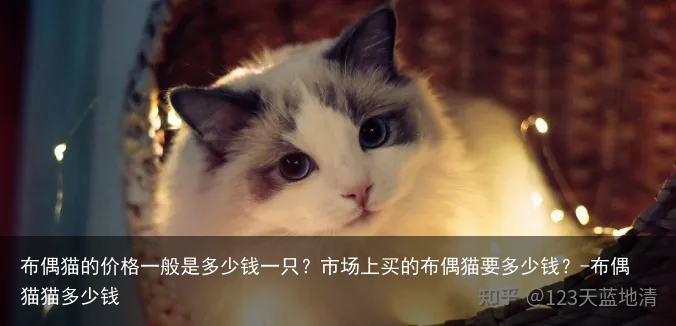 布偶猫的价格一般是多少钱一只?市场上买的布偶猫要多少钱?-布偶猫猫多少钱