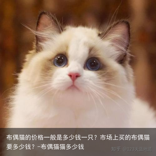 布偶猫的价格一般是多少钱一只?市场上买的布偶猫要多少钱?-布偶猫猫多少钱