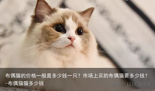 布偶猫的价格一般是多少钱一只?市场上买的布偶猫要多少钱?-布偶猫猫多少钱
