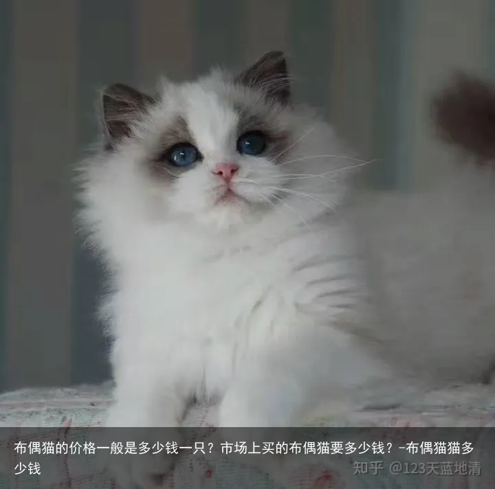 布偶猫的价格一般是多少钱一只?市场上买的布偶猫要多少钱?-布偶猫猫多少钱