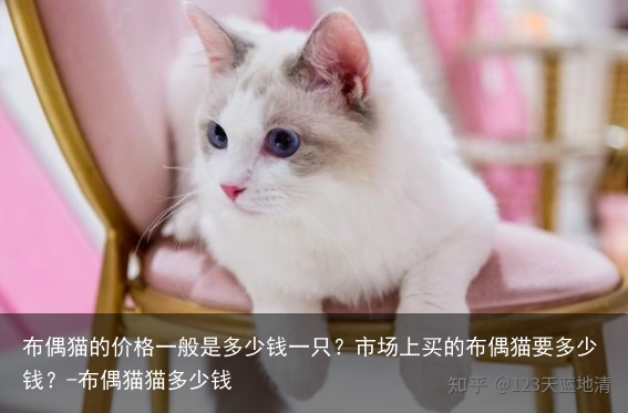 布偶猫的价格一般是多少钱一只?市场上买的布偶猫要多少钱?-布偶猫猫多少钱
