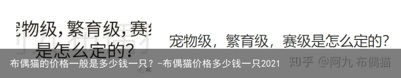 布偶猫的价格一般是多少钱一只?-布偶猫价格多少钱一只2021