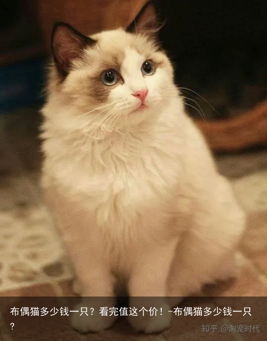 布偶猫多少钱一只?看完值这个价!-布偶猫多少钱一只?