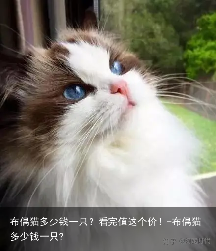 布偶猫多少钱一只?看完值这个价!-布偶猫多少钱一只?