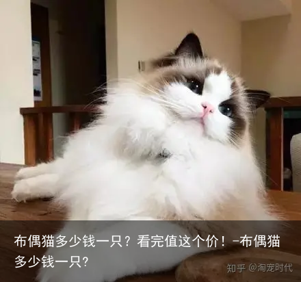 布偶猫多少钱一只?看完值这个价!-布偶猫多少钱一只?