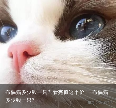 布偶猫多少钱一只?看完值这个价!-布偶猫多少钱一只?