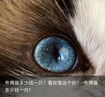 布偶猫多少钱一只?看完值这个价!-布偶猫多少钱一只?