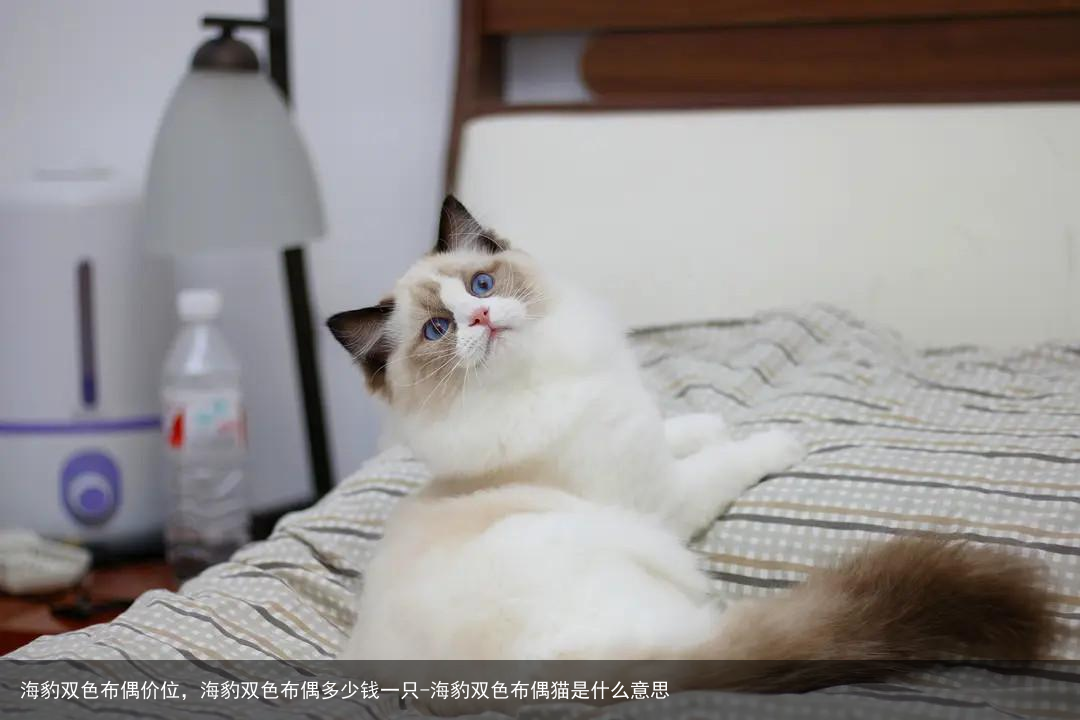 海豹双色布偶价位,海豹双色布偶多少钱一只-海豹双色布偶猫是什么意思