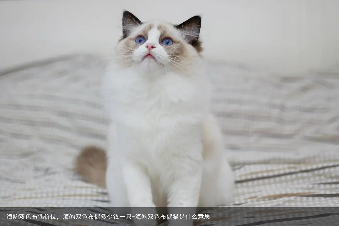 海豹双色布偶价位,海豹双色布偶多少钱一只-海豹双色布偶猫是什么意思