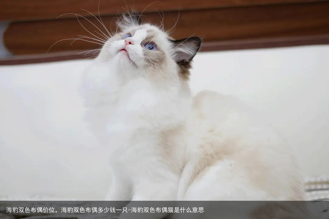 海豹双色布偶价位,海豹双色布偶多少钱一只-海豹双色布偶猫是什么意思