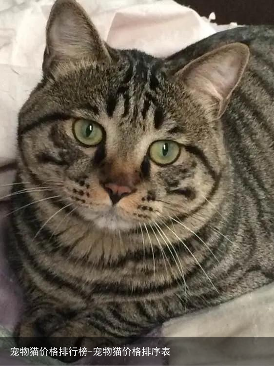 宠物猫价格排行榜-宠物猫价格排序表