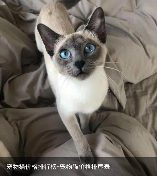 宠物猫价格排行榜-宠物猫价格排序表