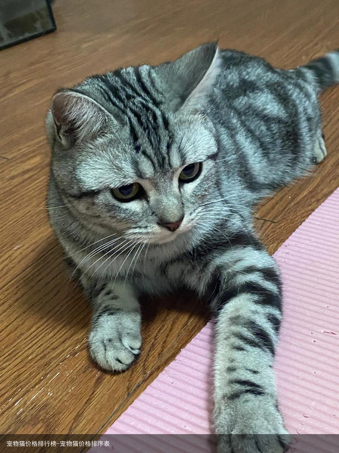 宠物猫价格排行榜-宠物猫价格排序表