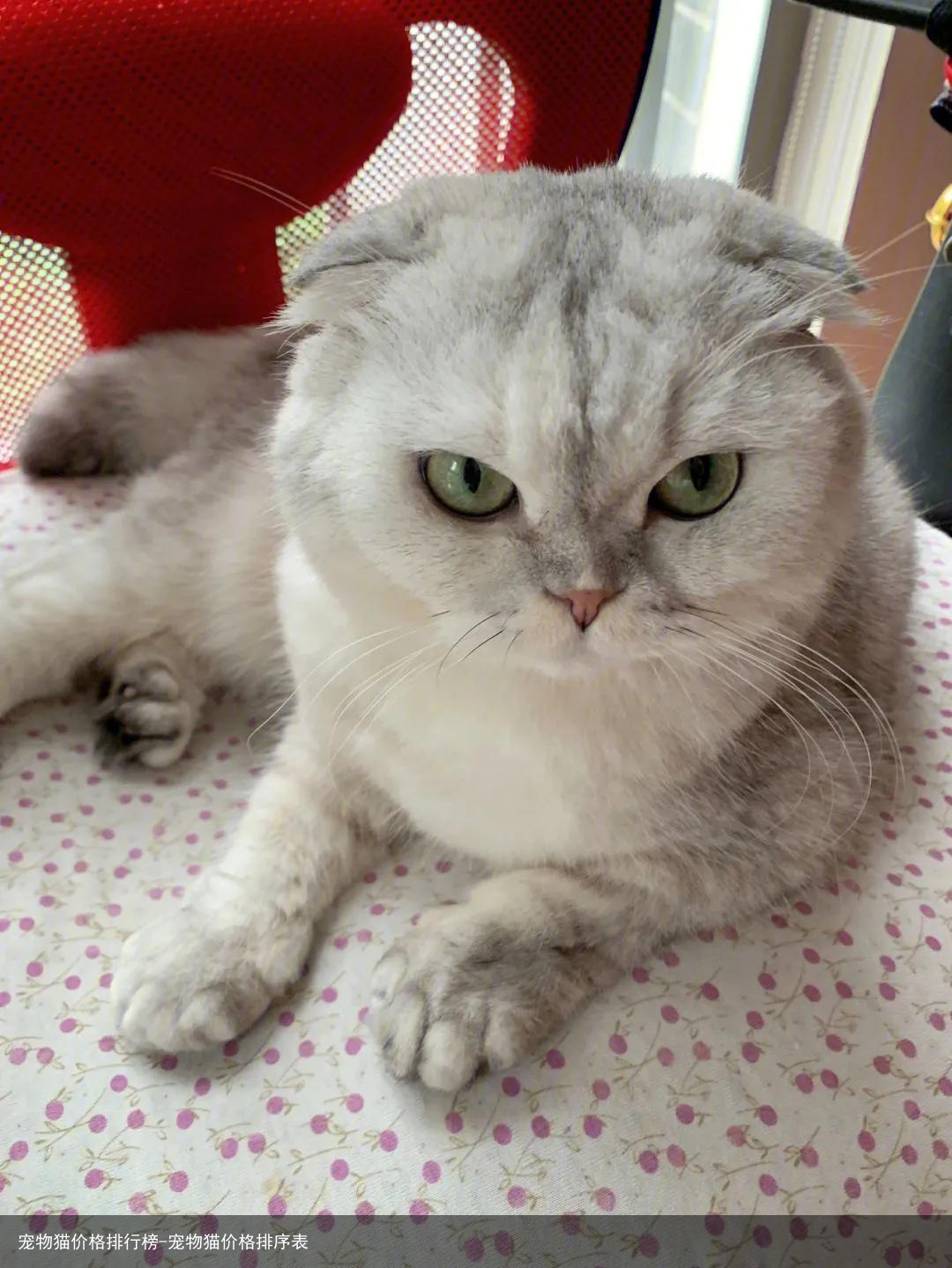 宠物猫价格排行榜-宠物猫价格排序表