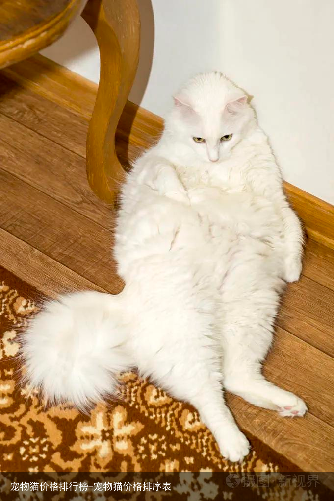 宠物猫价格排行榜-宠物猫价格排序表