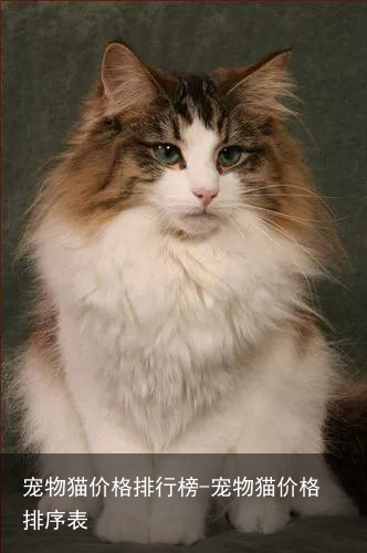 宠物猫价格排行榜-宠物猫价格排序表