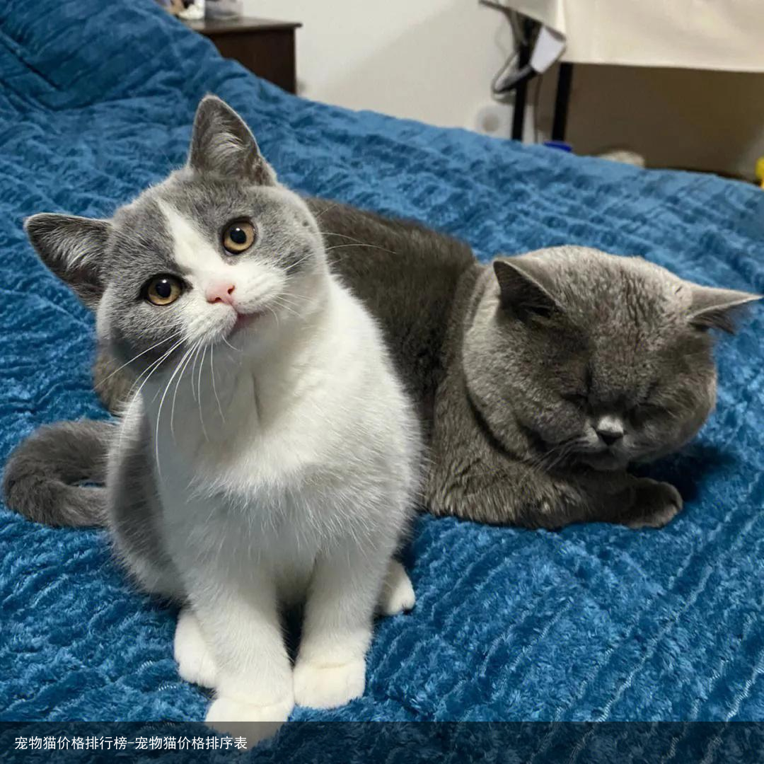 宠物猫价格排行榜-宠物猫价格排序表