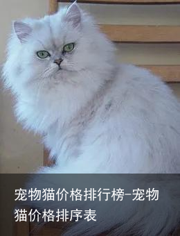 宠物猫价格排行榜-宠物猫价格排序表