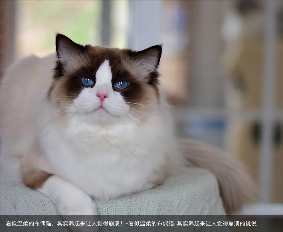看似温柔的布偶猫,其实养起来让人觉得崩溃!-看似温柔的布偶猫,其实养起来让人觉得崩溃的说说