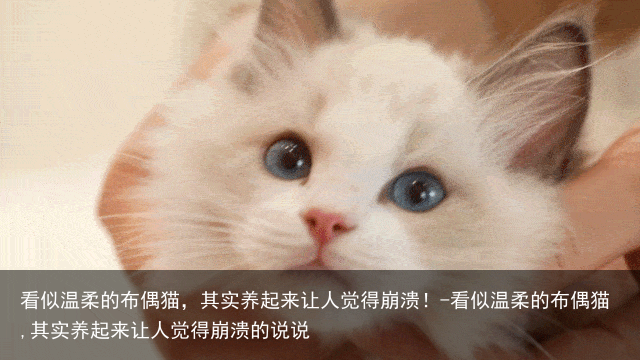 看似温柔的布偶猫,其实养起来让人觉得崩溃!-看似温柔的布偶猫,其实养起来让人觉得崩溃的说说