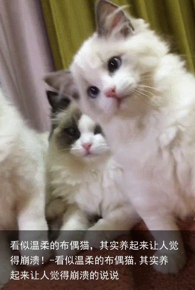 看似温柔的布偶猫,其实养起来让人觉得崩溃!-看似温柔的布偶猫,其实养起来让人觉得崩溃的说说