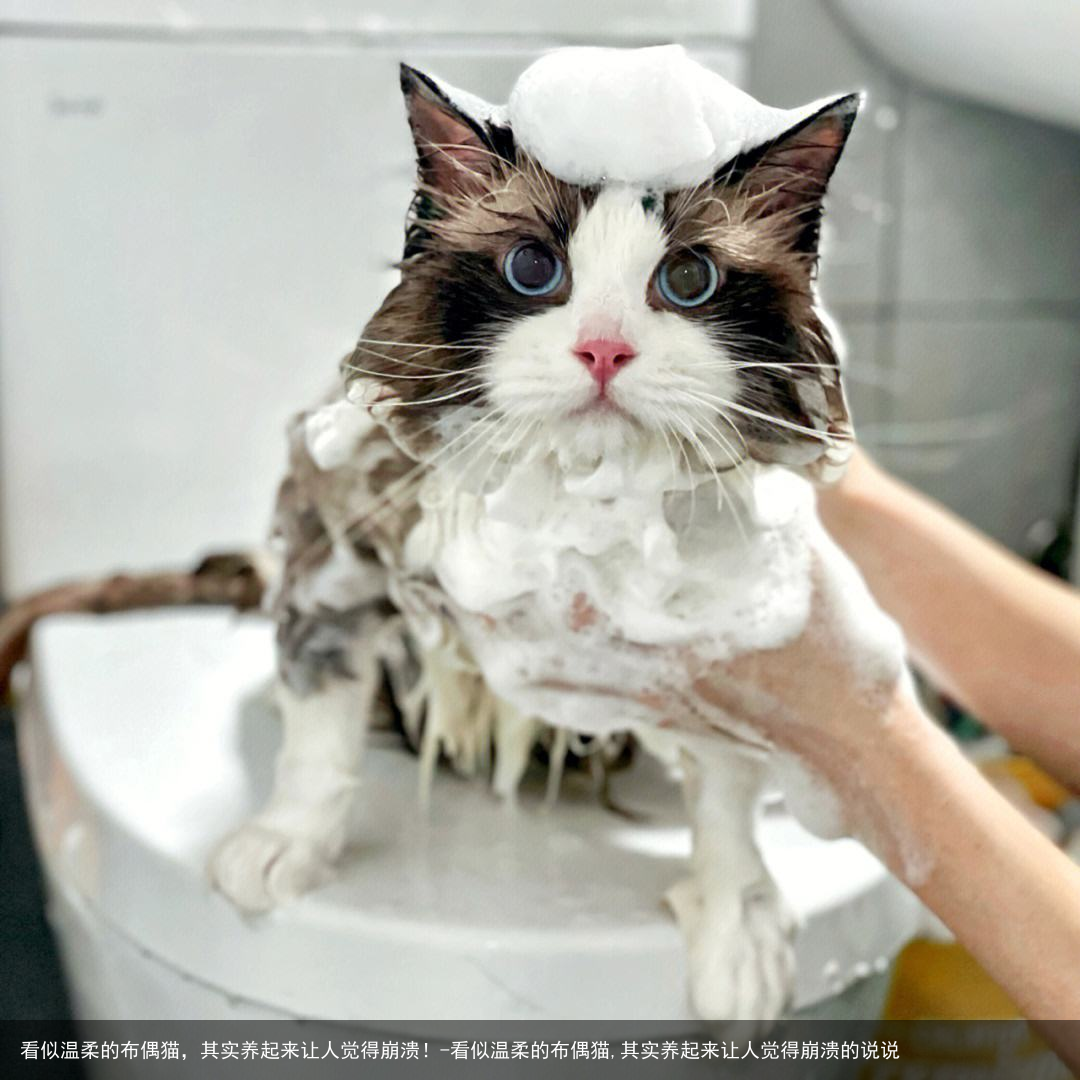 看似温柔的布偶猫,其实养起来让人觉得崩溃!-看似温柔的布偶猫,其实养起来让人觉得崩溃的说说