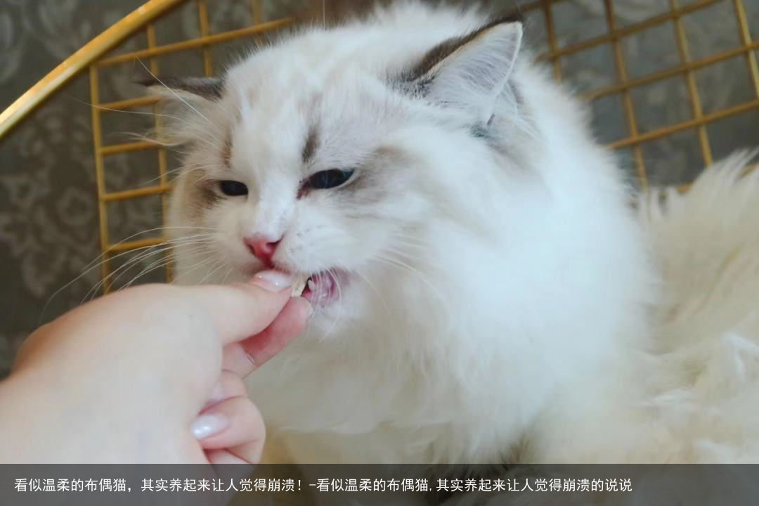 看似温柔的布偶猫,其实养起来让人觉得崩溃!-看似温柔的布偶猫,其实养起来让人觉得崩溃的说说