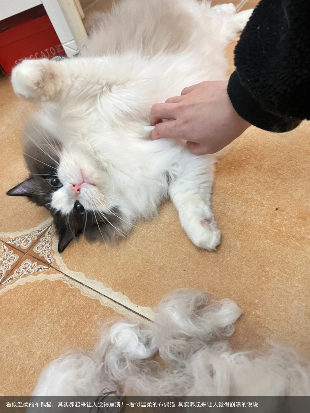 看似温柔的布偶猫,其实养起来让人觉得崩溃!-看似温柔的布偶猫,其实养起来让人觉得崩溃的说说