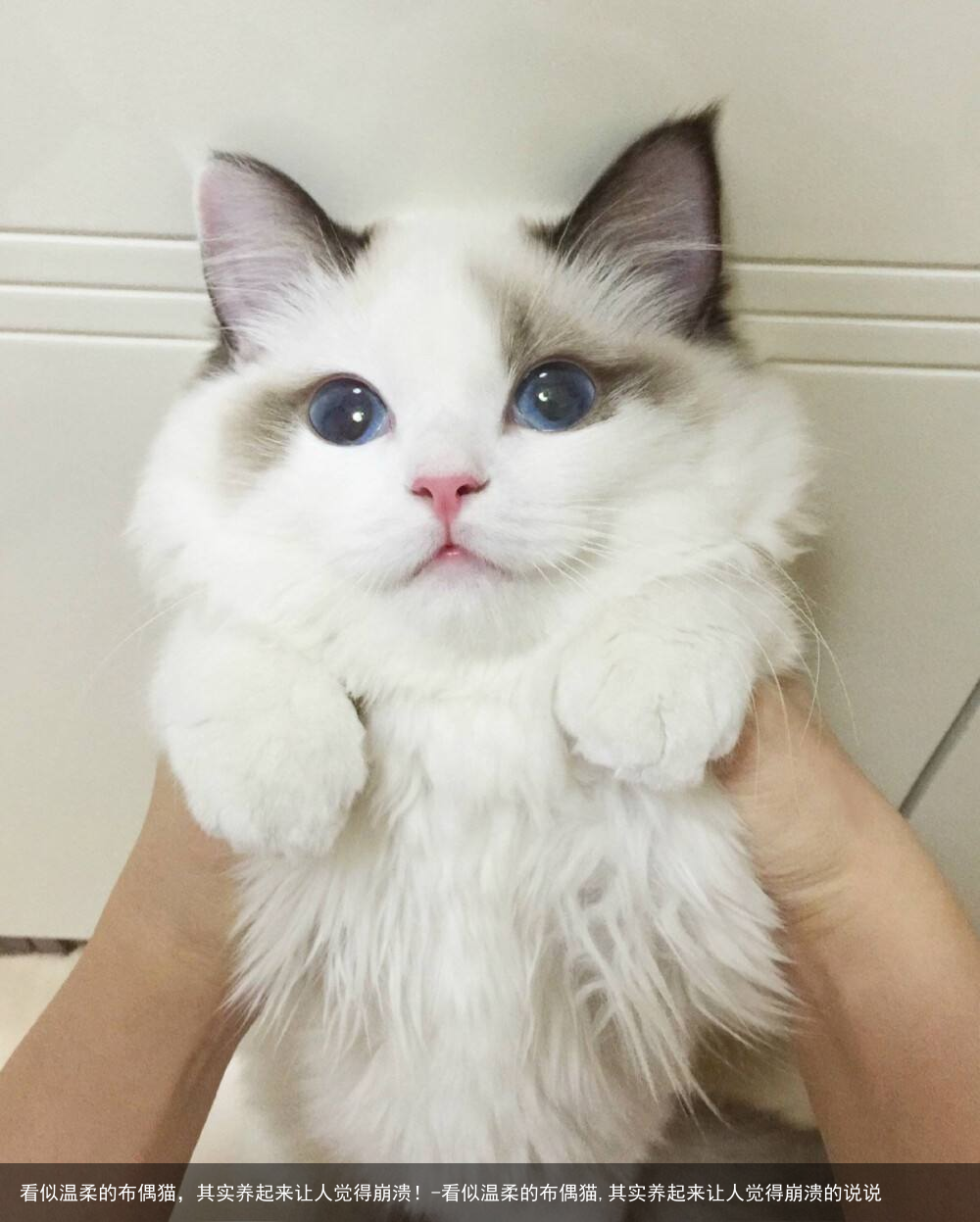 看似温柔的布偶猫,其实养起来让人觉得崩溃!-看似温柔的布偶猫,其实养起来让人觉得崩溃的说说