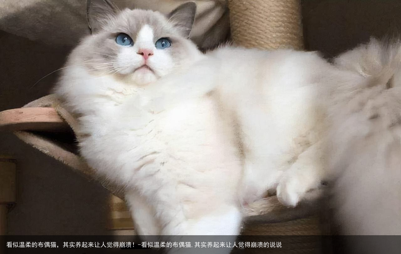 看似温柔的布偶猫,其实养起来让人觉得崩溃!-看似温柔的布偶猫,其实养起来让人觉得崩溃的说说