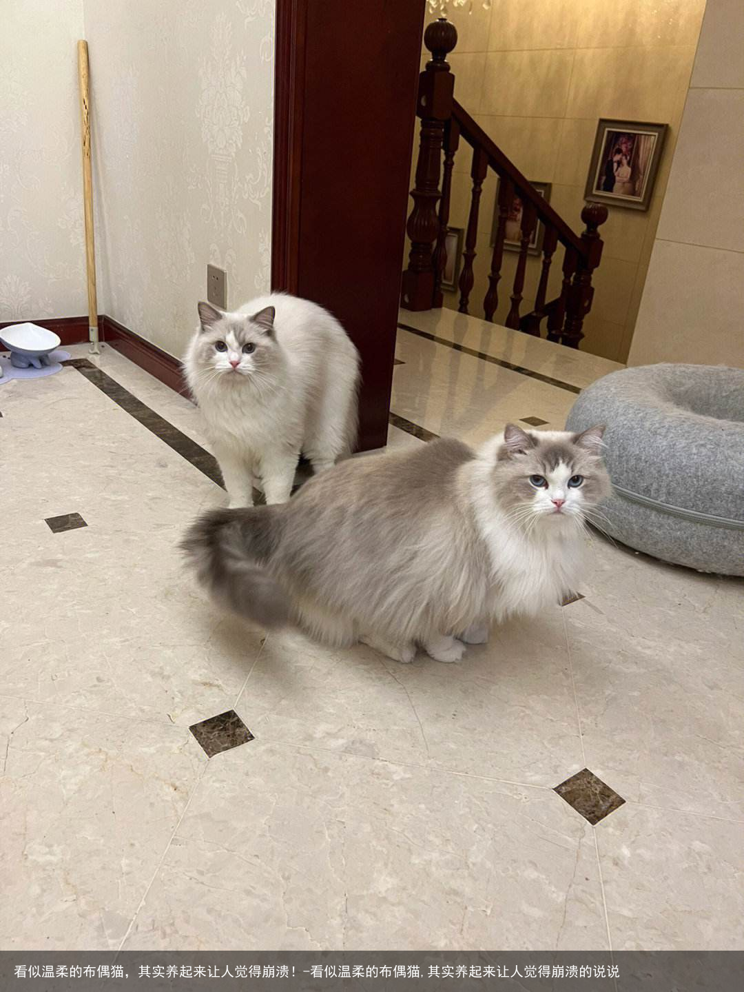 看似温柔的布偶猫,其实养起来让人觉得崩溃!-看似温柔的布偶猫,其实养起来让人觉得崩溃的说说