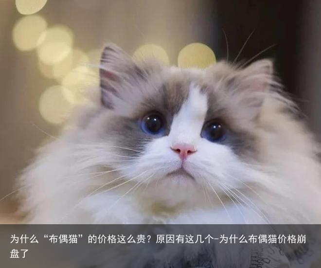 为什么“布偶猫”的价格这么贵?原因有这几个-为什么布偶猫价格崩盘了