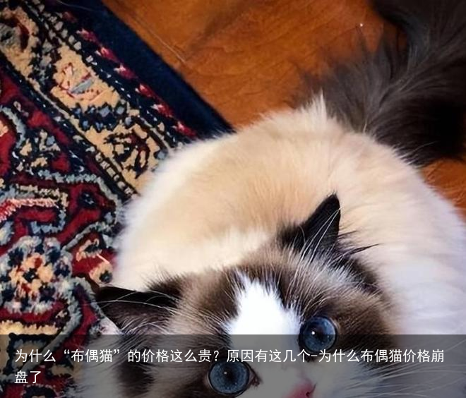 为什么“布偶猫”的价格这么贵?原因有这几个-为什么布偶猫价格崩盘了