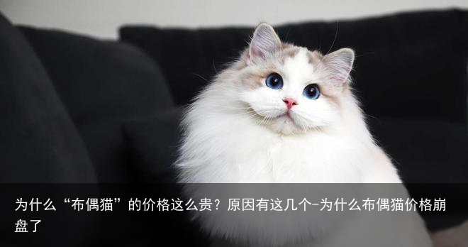 为什么“布偶猫”的价格这么贵?原因有这几个-为什么布偶猫价格崩盘了