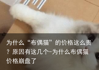 为什么“布偶猫”的价格这么贵?原因有这几个-为什么布偶猫价格崩盘了