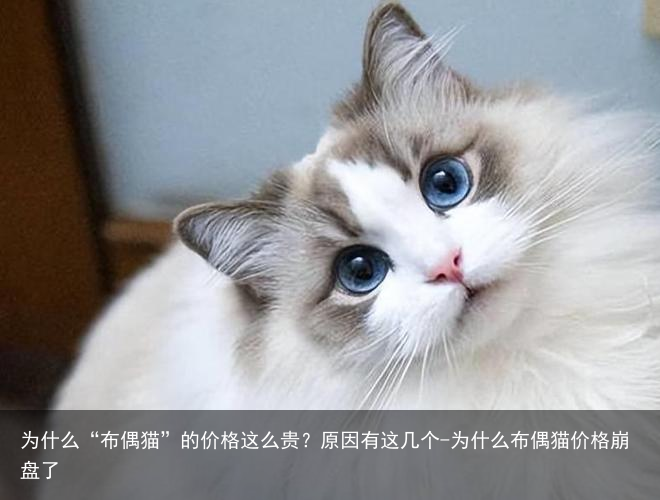 为什么“布偶猫”的价格这么贵?原因有这几个-为什么布偶猫价格崩盘了