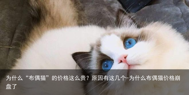 为什么“布偶猫”的价格这么贵?原因有这几个-为什么布偶猫价格崩盘了