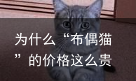为什么“布偶猫”的价格这么贵?原因有这几个-为什么布偶猫价格崩盘了