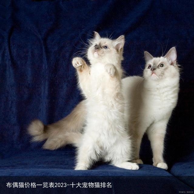 布偶猫价格一览表2023-十大宠物猫排名