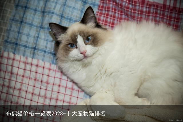 布偶猫价格一览表2023-十大宠物猫排名