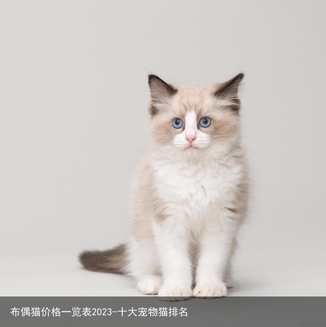 布偶猫价格一览表2023-十大宠物猫排名