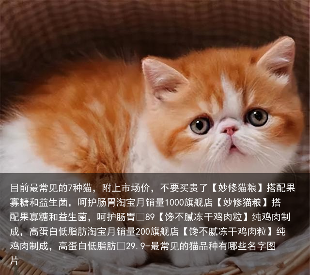 目前最常见的7种猫,附上市场价,不要买贵了