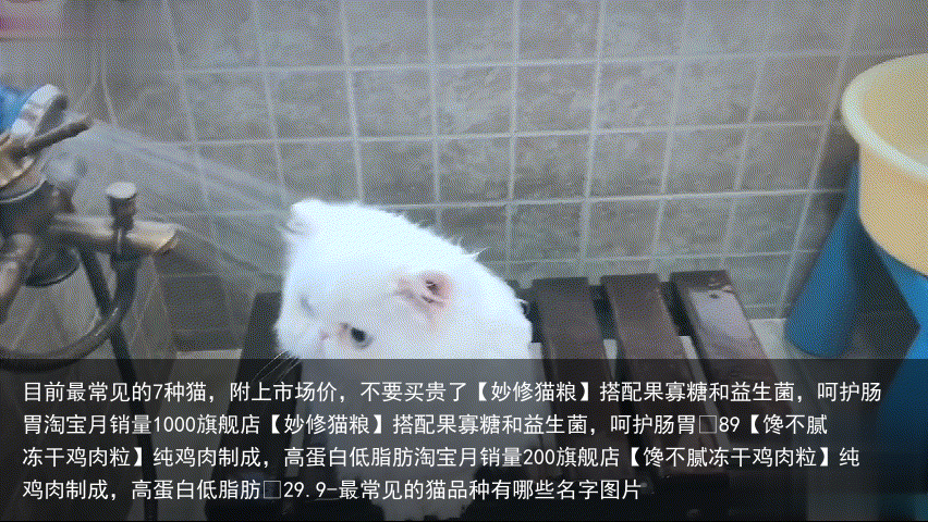 目前最常见的7种猫,附上市场价,不要买贵了