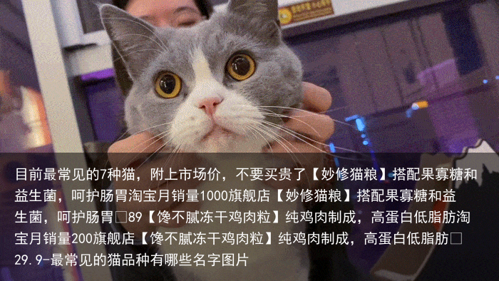 目前最常见的7种猫,附上市场价,不要买贵了
