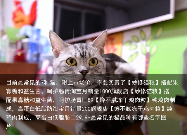 目前最常见的7种猫,附上市场价,不要买贵了
