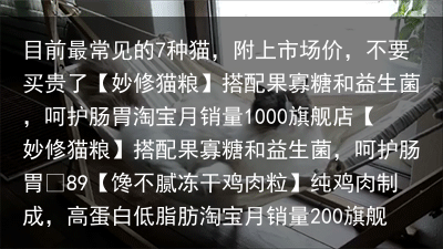 目前最常见的7种猫,附上市场价,不要买贵了