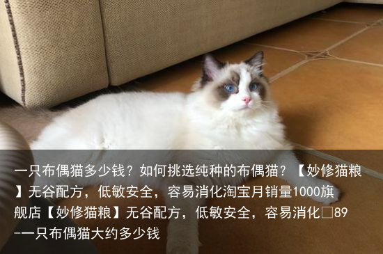 一只布偶猫多少钱?如何挑选纯种的布偶猫?