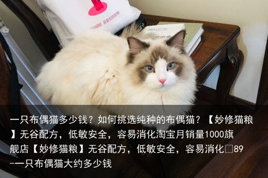 一只布偶猫多少钱?如何挑选纯种的布偶猫?