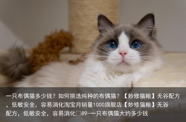 一只布偶猫多少钱?如何挑选纯种的布偶猫?