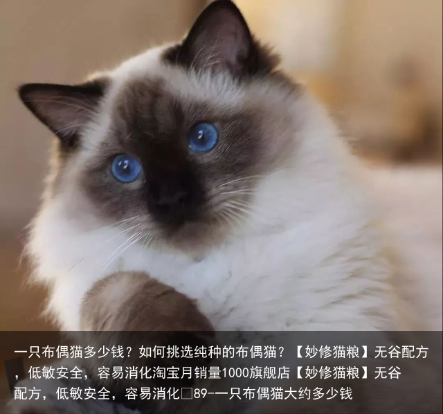 一只布偶猫多少钱?如何挑选纯种的布偶猫?